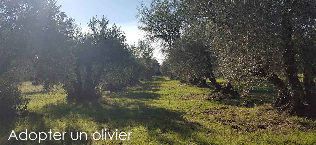 adopter-un-olivier