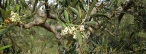 les varietes d'olives