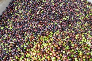 Olives récoltées