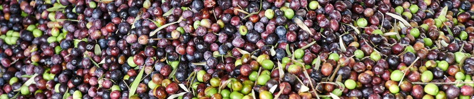 Olives récoltées