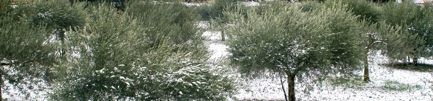Oliviers en hiver