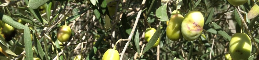Olives sur l'Olivier
