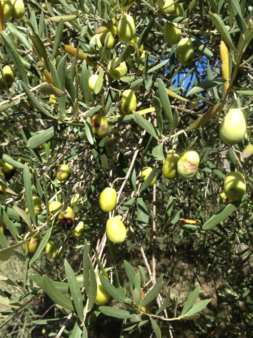 Olives sur l'Olivier