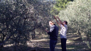 2 oléiculteurs analysent les olives